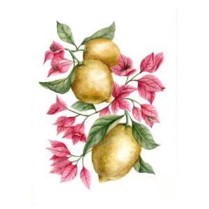 Acquerello originale con Limoni e Bouganvillea