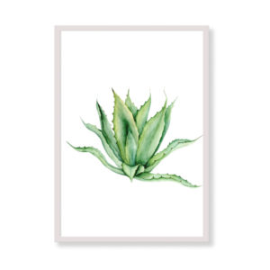 Stampa artistica - Agave - Quadri con piante tropicali