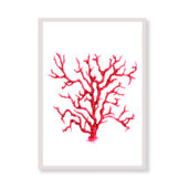 Stampa artistica - Corallo Rosso