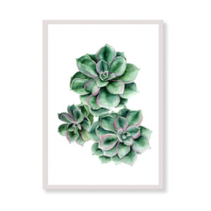 Stampa artistica - Succulente - Stampe tropicali