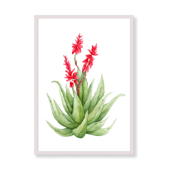 Tropical Canvas Art -Red Agave